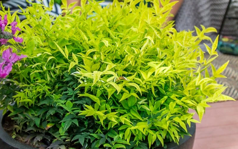 Lemon Lime Nandina - 2.5 Quart Pot 5 Lemon Lime Nandina - 2.5 Quart Pot - Image 5