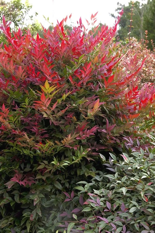 Obsession Nandina - 3 Gallon Pot 1 Obsession Nandina - 3 Gallon Pot