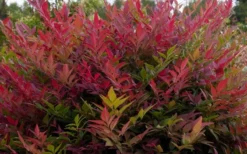 Obsession Nandina - 2 Gallon Pot -Outlet Leaf Echoes Store NandinaObsession 3 3