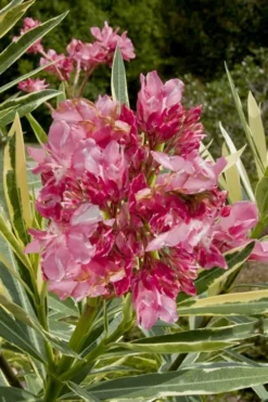 Twist Of Pink Oleander - 2 Gallon Pot
