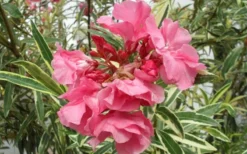 Twist Of Pink Oleander - 2 Gallon Pot -Outlet Leaf Echoes Store Oleander Twist Of Pink Closeup Flower