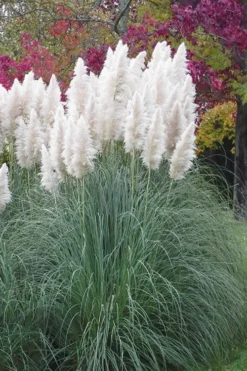 White Pampas Grass - 3 Gallon Pot -Outlet Leaf Echoes Store Pampas Grass White 11