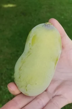 Paw Paw Tree - Asimina Triloba - 5 Gallon Pot -Outlet Leaf Echoes Store Paw Paw Tree 10