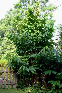 Paw Paw Tree - Asimina Triloba - 5 Gallon Pot -Outlet Leaf Echoes Store Paw Paw Tree 2