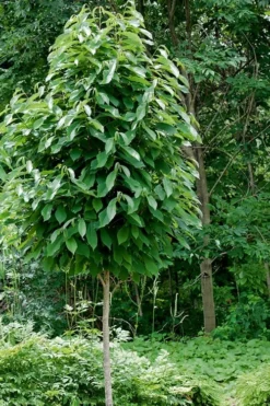 Paw Paw Tree - Asimina Triloba - 3 Gallon Pot -Outlet Leaf Echoes Store Paw Paw Tree 4 1