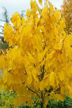 Paw Paw Tree - Asimina Triloba - 5 Gallon Pot -Outlet Leaf Echoes Store Paw Paw Tree 7