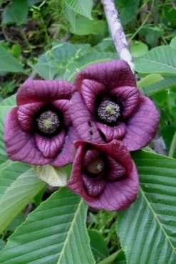 Paw Paw Tree - Asimina Triloba - 5 Gallon Pot -Outlet Leaf Echoes Store Paw Paw Tree Flowers 1