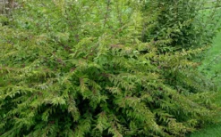 American Beautyberry Bush - 2.5 Gallon Pot -Outlet Leaf Echoes Store Picture Beautyberry American Bush