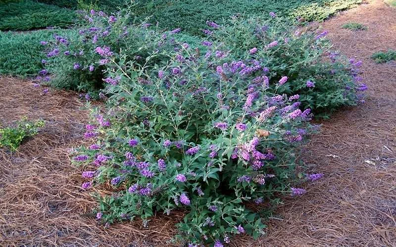 Lo & Behold Blue Chip Dwarf Butterfly Bush - 3 Gallon Pot 8 Lo & Behold Blue Chip Dwarf Butterfly Bush - 3 Gallon Pot - Image 8