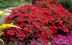 Cherry Dazzle Dwarf Crape Myrtle - 3 Gallon Pot -Outlet Leaf Echoes Store Picture Crape Myrtle Cherry Dazzle 5