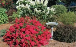 Cherry Dazzle Dwarf Crape Myrtle - 3 Gallon Pot -Outlet Leaf Echoes Store Picture Crape Myrtle Cherry Dazzle Dwarf 2