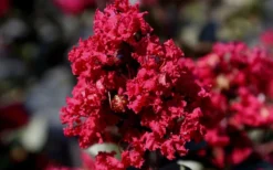 Double Feature Red Crape Myrtle - 3 Gallon Pot -Outlet Leaf Echoes Store Picture Crape Myrtle Double Feature 2