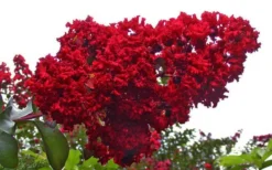 Dynamite Red Crape Myrtle - 3 Gallon Pot 9 Dynamite Red Crape Myrtle - 3 Gallon Pot -Outlet Leaf Echoes Store Picture Crape Myrtle Dynamite 1 1