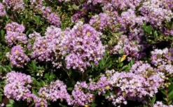 Early Bird Lavender Crape Myrtle - 3 Gallon Pot -Outlet Leaf Echoes Store Picture Crape Myrtle Early Bird Lavender