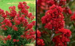 Enduring Summer Red Crape Myrtle - 5 Gallon Pot -Outlet Leaf Echoes Store Picture Crape Myrtle Enduring Summer Red 1 1