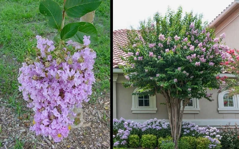 Muskogee Lavender Crape Myrtle - 1 Gallon Pot 4 Muskogee Lavender Crape Myrtle - 1 Gallon Pot - Image 4
