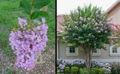 Muskogee Lavender Crape Myrtle - 5 Gallon Pot -Outlet Leaf Echoes Store Picture Crape Myrtle Muskogee 1 3