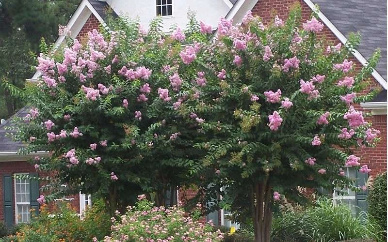 Muskogee Lavender Crape Myrtle - 1 Gallon Pot 5 Muskogee Lavender Crape Myrtle - 1 Gallon Pot - Image 5