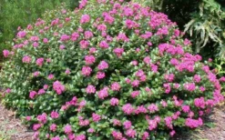 Pocomoke Dwarf Crape Myrtle - 1 Gallon Pot -Outlet Leaf Echoes Store Picture Crape Myrtle Pocomoke 2