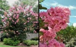Sioux Pink Crape Myrtle - 1 Gallon Pot -Outlet Leaf Echoes Store Picture Crape Myrtle Sioux Blooms 2