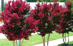Tonto Red Crape Myrtle - 7 Gallon Pot (4-5') -Outlet Leaf Echoes Store Picture Crape Myrtle Tonto 2 2