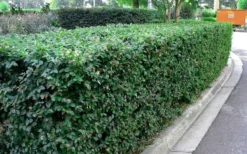 Emerald Snow Loropetalum (Chinese Fringeflower) - 1 Gallon Pot -Outlet Leaf Echoes Store Picture Loropetalum Emerald Snow Hedge 1