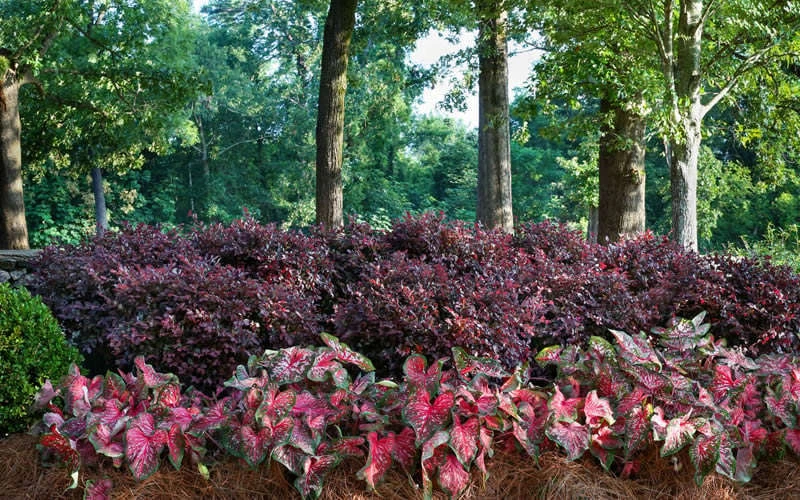 Purple Diamond Loropetalum - 5 Gallon Pot 5 Purple Diamond Loropetalum - 5 Gallon Pot - Image 5