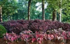 Purple Diamond Loropetalum - 6 Pack Of 1 Gallon Pots 10 Purple Diamond Loropetalum - 6 Pack Of 1 Gallon Pots -Outlet Leaf Echoes Store Picture Loropetalum Purple Diamond Shrubs Background Hedge 4