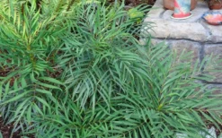 Soft Caress Mahonia - 2 Gallon Pot -Outlet Leaf Echoes Store Picture Mahonia Soft Caress Foliage 1
