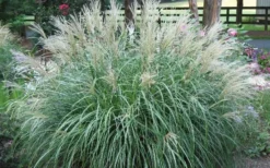 Adagio Dwarf Maiden Grass - Miscanthus Sinensis - 3 Gallon Pot 10 Adagio Dwarf Maiden Grass - Miscanthus Sinensis - 3 Gallon Pot -Outlet Leaf Echoes Store Picture Maiden Grass Adagio Dwarf 1