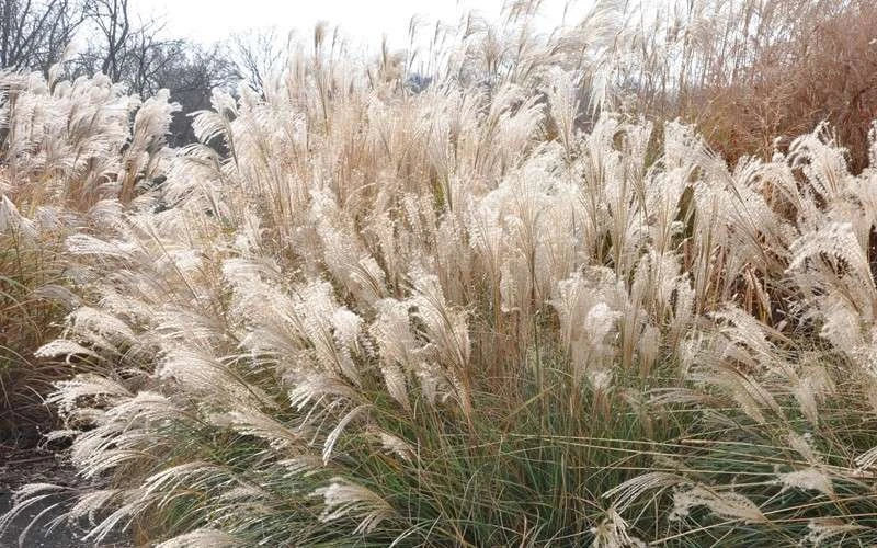 Adagio Dwarf Maiden Grass - Miscanthus Sinensis - 3 Gallon Pot 7 Adagio Dwarf Maiden Grass - Miscanthus Sinensis - 3 Gallon Pot - Image 7