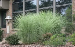 Maiden Grass - Miscanthus Sinensis 'Gracillimus' - 6 Pack Of 1 Gallon Pots -Outlet Leaf Echoes Store Picture Maiden Grass Gracillimus