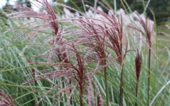 Maiden Grass - Miscanthus Sinensis 'Gracillimus' - 3 Gallon Pot 15 Maiden Grass - Miscanthus Sinensis 'Gracillimus' - 3 Gallon Pot -Outlet Leaf Echoes Store Picture Miscanthus Gracillimus Seed Heads 2