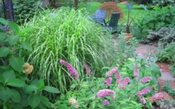 Little Zebra Grass - Miscanthus - 3 Gallon Pot -Outlet Leaf Echoes Store Picture Miscanthus Little Zebra 3