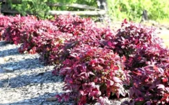 Blush Pink Nandina - 1 Gallon Pot -Outlet Leaf Echoes Store Picture Nandina Blush Pink Grouping 2