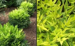Lemon Lime Nandina - 2.5 Quart Pot 11 Lemon Lime Nandina - 2.5 Quart Pot -Outlet Leaf Echoes Store Picture Nandina Lemon Lime 2