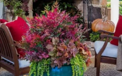 Obsession Nandina - 2 Gallon Pot -Outlet Leaf Echoes Store Picture Nandina Obsession 3