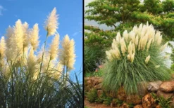 White Pampas Grass - 1 Gallon Pot -Outlet Leaf Echoes Store Picture Pampas Grass White 2