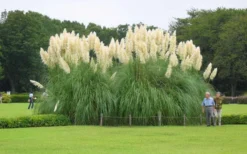 White Pampas Grass - 3 Gallon Pot -Outlet Leaf Echoes Store Picture Pampas Grass White 3 1