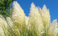 White Pampas Grass - 1 Gallon Pot -Outlet Leaf Echoes Store Picture Pampas Grass White 4