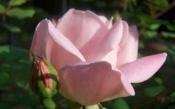 The Georgia Peach Shrub Rose - 1 Gallon Pot -Outlet Leaf Echoes Store Picture Rose Georgia Peach 2