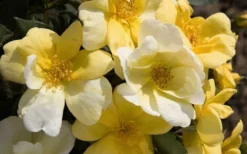 Sunny Yellow Knock Out Rose - 3 Gallon Pot -Outlet Leaf Echoes Store Picture Rose Knock Out Sunny 1