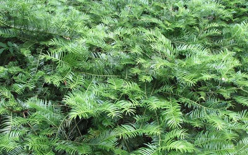 Yewtopia Plum Yew - 3 Gallon Pot 5 Yewtopia Plum Yew - 3 Gallon Pot - Image 5