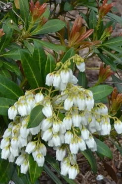 Mountain Snow Pieris - 3 Gallon Pot -Outlet Leaf Echoes Store Pieris Mountain Snow 12 2