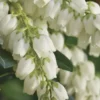 Mountain Snow Pieris - 2 Gallon Pot
