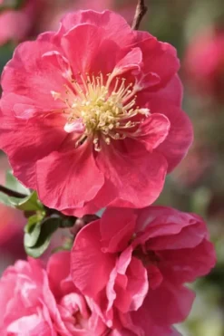 Double Take Pink Storm Flowering Quince - 2 Gallon Pot -Outlet Leaf Echoes Store Quince Double Take Pink 1
