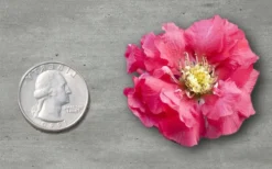 Double Take Pink Storm Flowering Quince - 2 Gallon Pot -Outlet Leaf Echoes Store Quince Double Take Pink 11