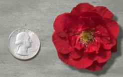 Double Take 'Scarlet' Flowering Quince - 3 Gallon Pot -Outlet Leaf Echoes Store Quince Double Take Red 11