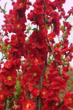 Double Take 'Scarlet' Flowering Quince - 2 Gallon Pot -Outlet Leaf Echoes Store Quince Double Take Scarlet 5 1