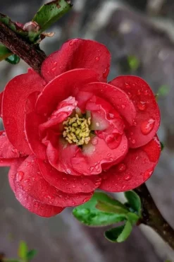 Outlet Leaf Echoes Store 7 Double Take 'Scarlet' Flowering Quince - 2 Gallon Pot